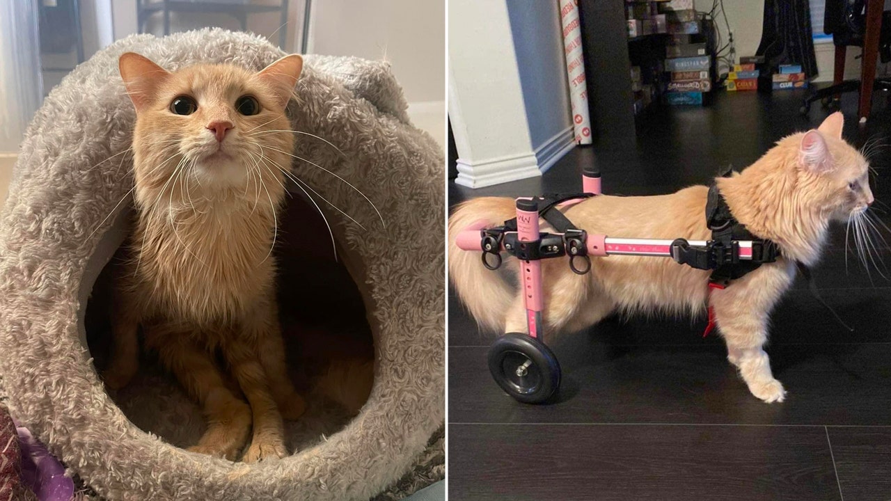 Paralyzed cat in Texas up for adoption seeks ‘her person’ for cuddles and care [Video]