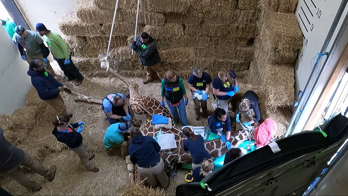 First-of-its-kind surgery saves giraffe at Milwaukee County Zoo [Video]