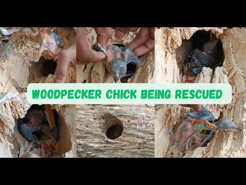 Woodpeckers chicks have been saved rescued and taken in for care | [Video]