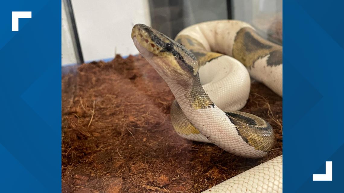 Central Texas experts discuss snake safety [Video]
