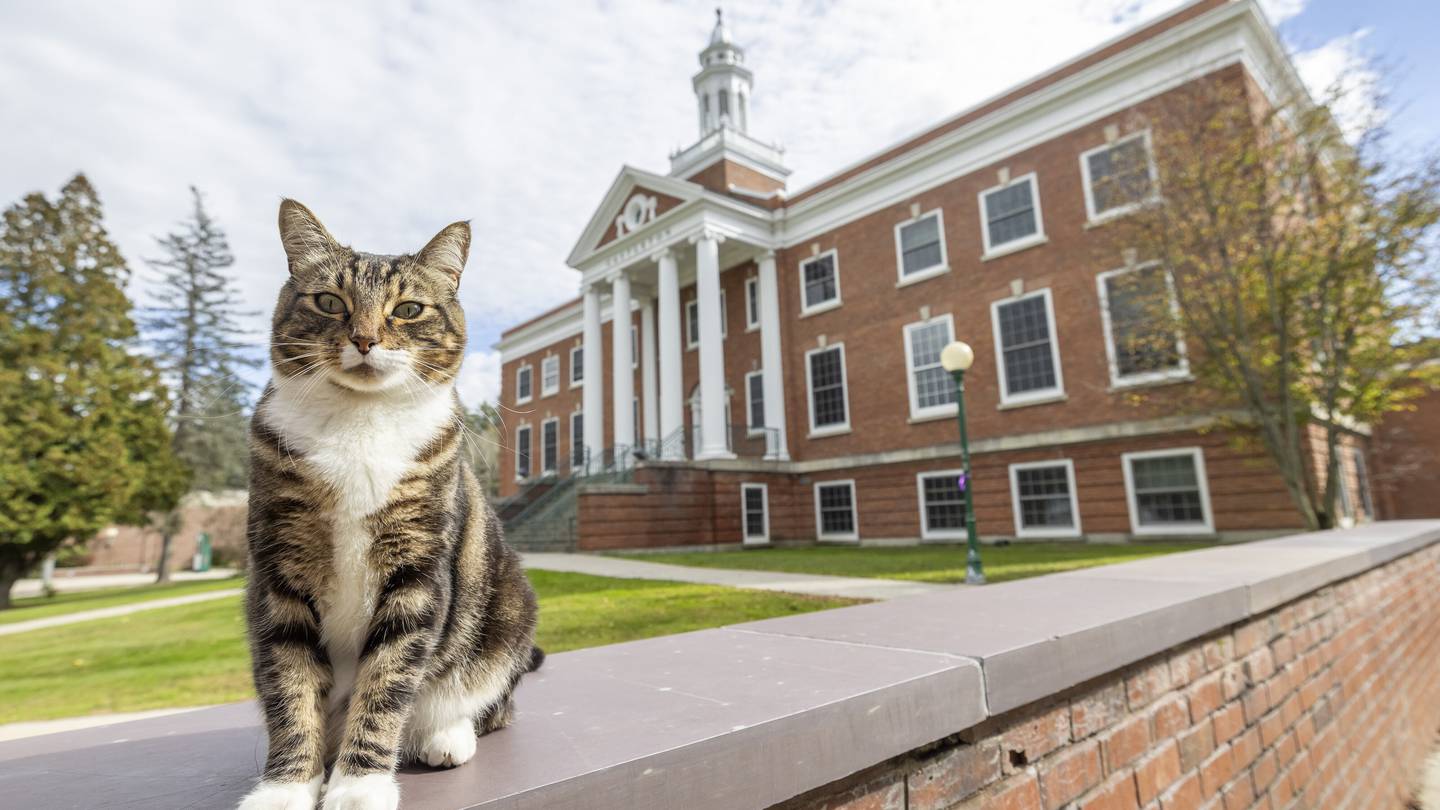A college puts the ‘cat’ into ‘education’ by giving Max an honorary ‘doctor of litter-ature’ degree  WPXI [Video]