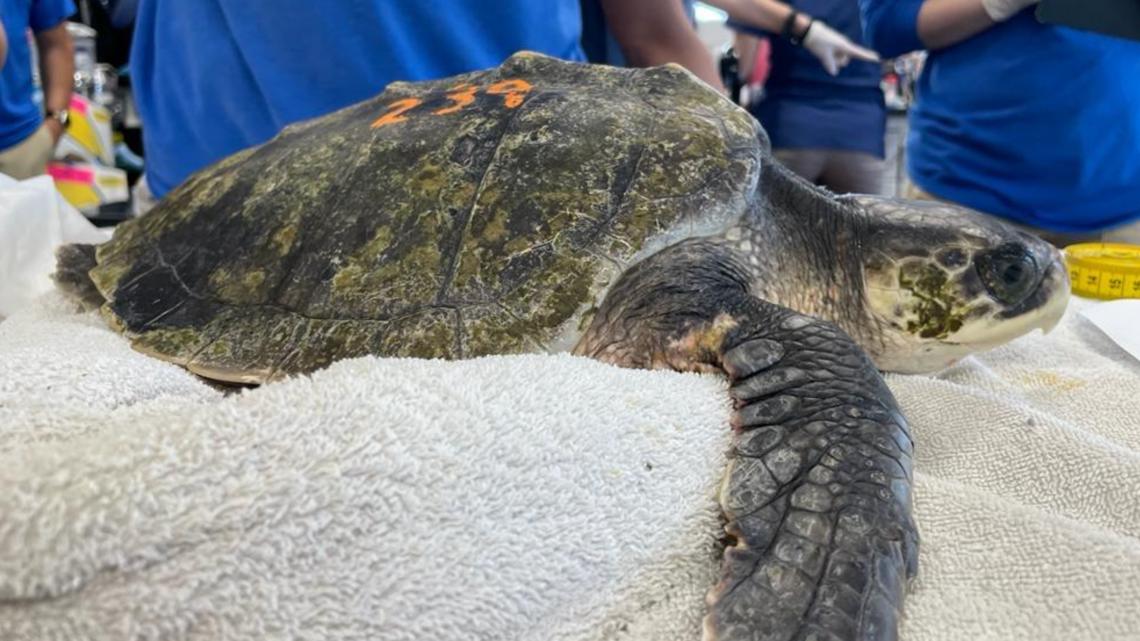 Sea turtle is ready to be released after recovery [Video]