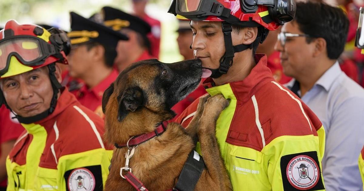 5 firefighter dogs who rescued people from natural disasters are honored in Ecuador as they retire [Video]