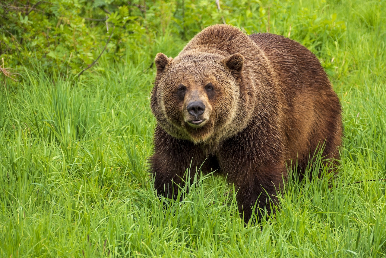 Mass. man injured in grizzly bear attack, airlifted from national park [Video]