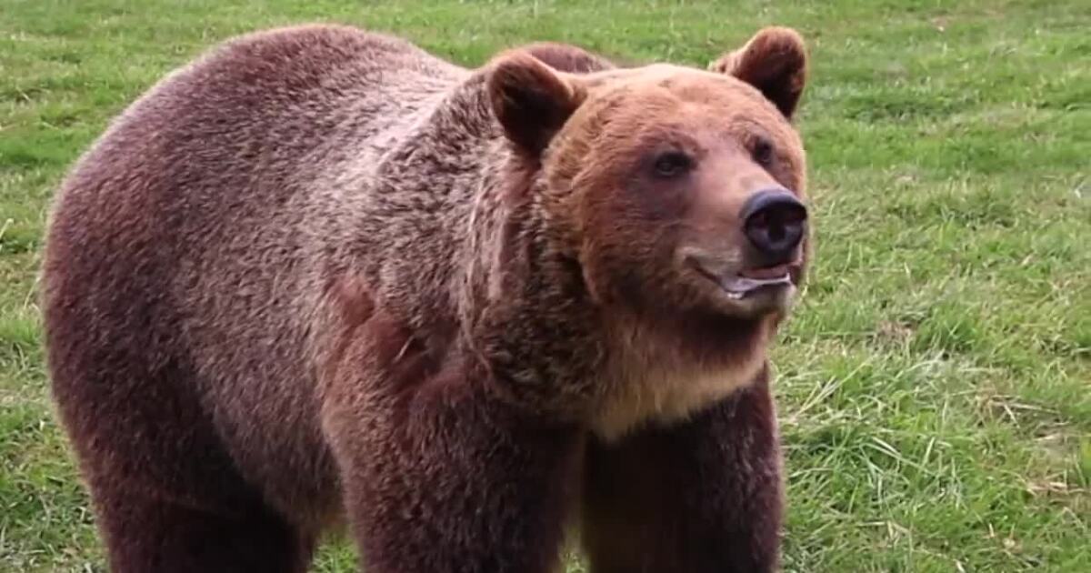 Grizzly bear injures man in Grand Teton National Park attack [Video]