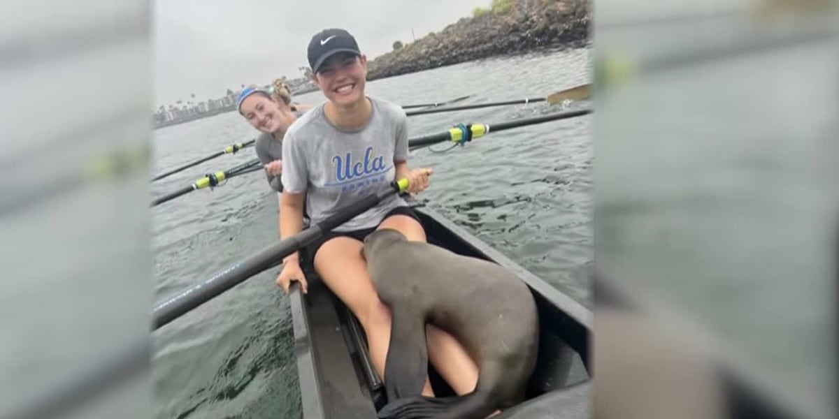 Rowing team rescues sea lion pup after he hops on their boat during practice [Video]