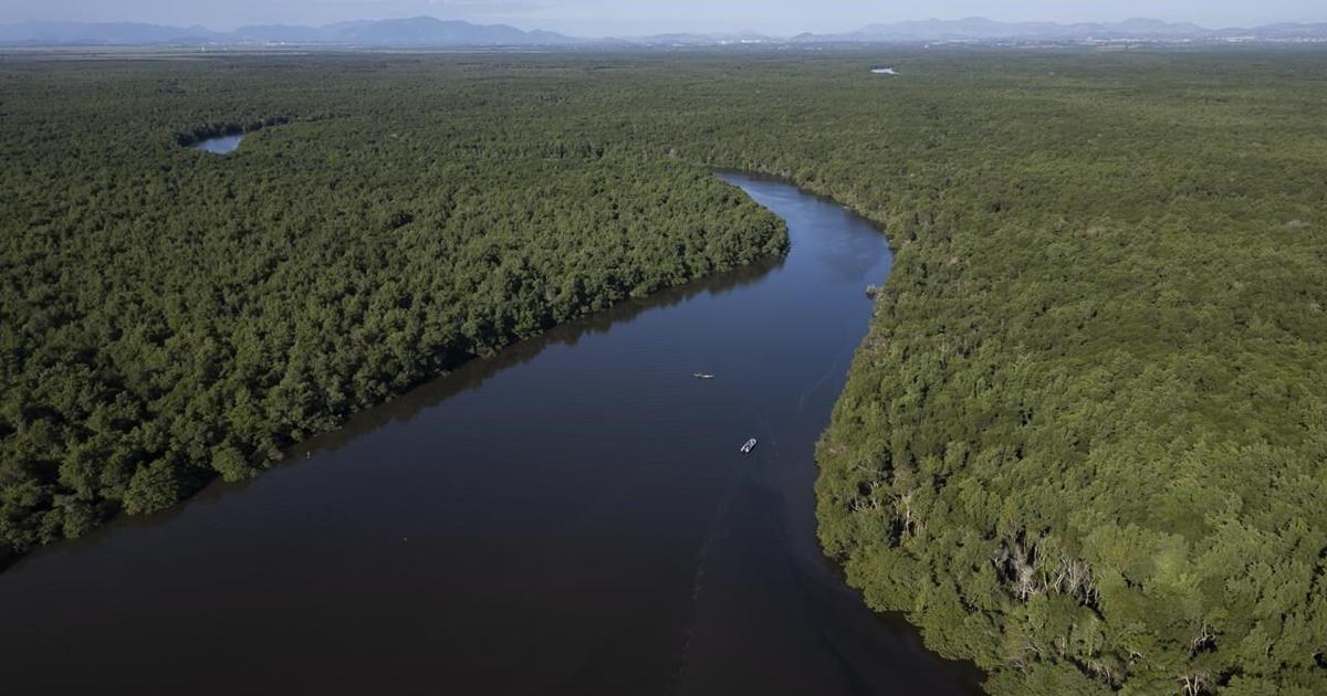 Rio de Janeiro bay reforestation shows mangroves’ power to mitigate climate disasters [Video]