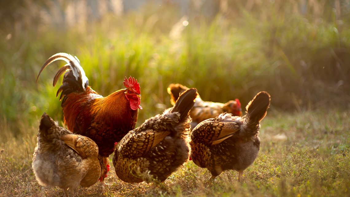 Salmonella outbreaks in 29 states linked to backyard chickens [Video]