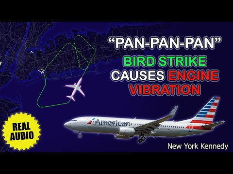 Engine vibration due to bird strike. American Boeing 737 returns to New York Kennedy. Real ATC [Video]