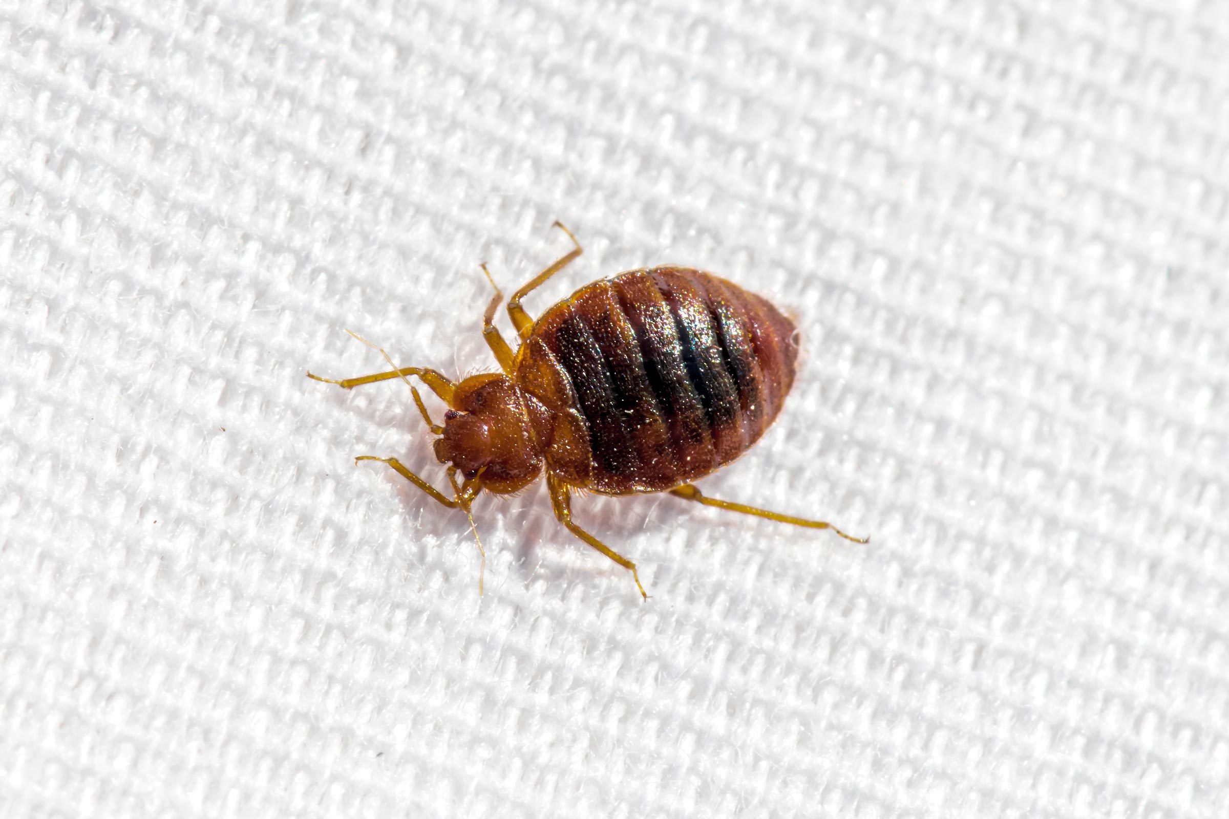 How to Check for Bed Bugs in a Hotel [Video]