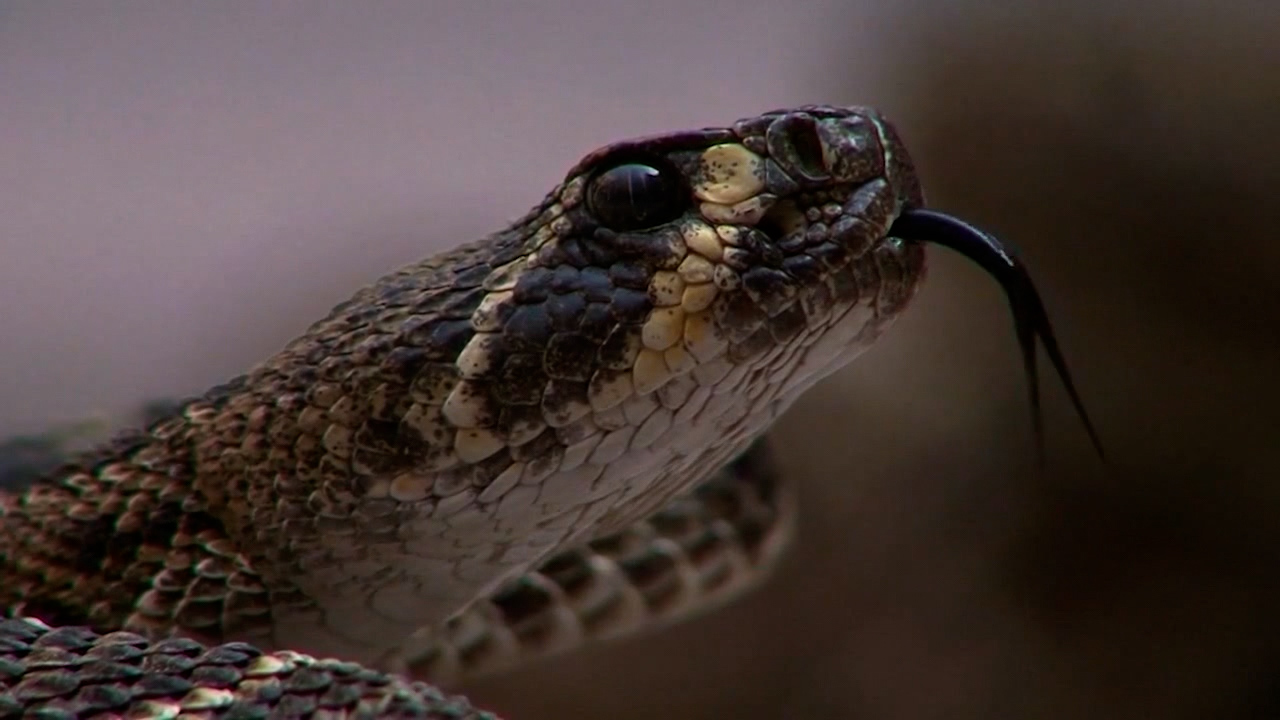 Rattlesnake safety in Southern Colorado [Video]