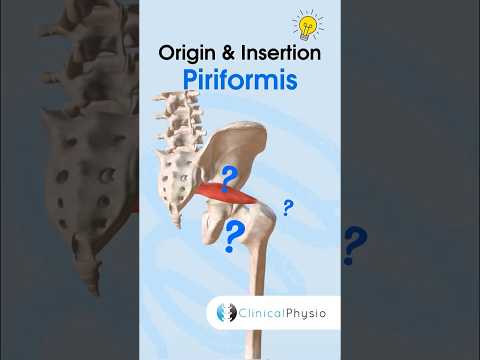Piriformis Anatomy [Video]
