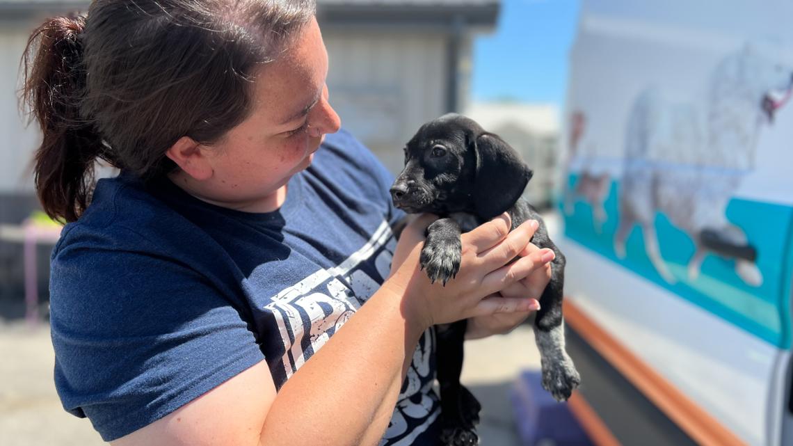 KHS waiving adoption fees to assist shelters affected by storms [Video]