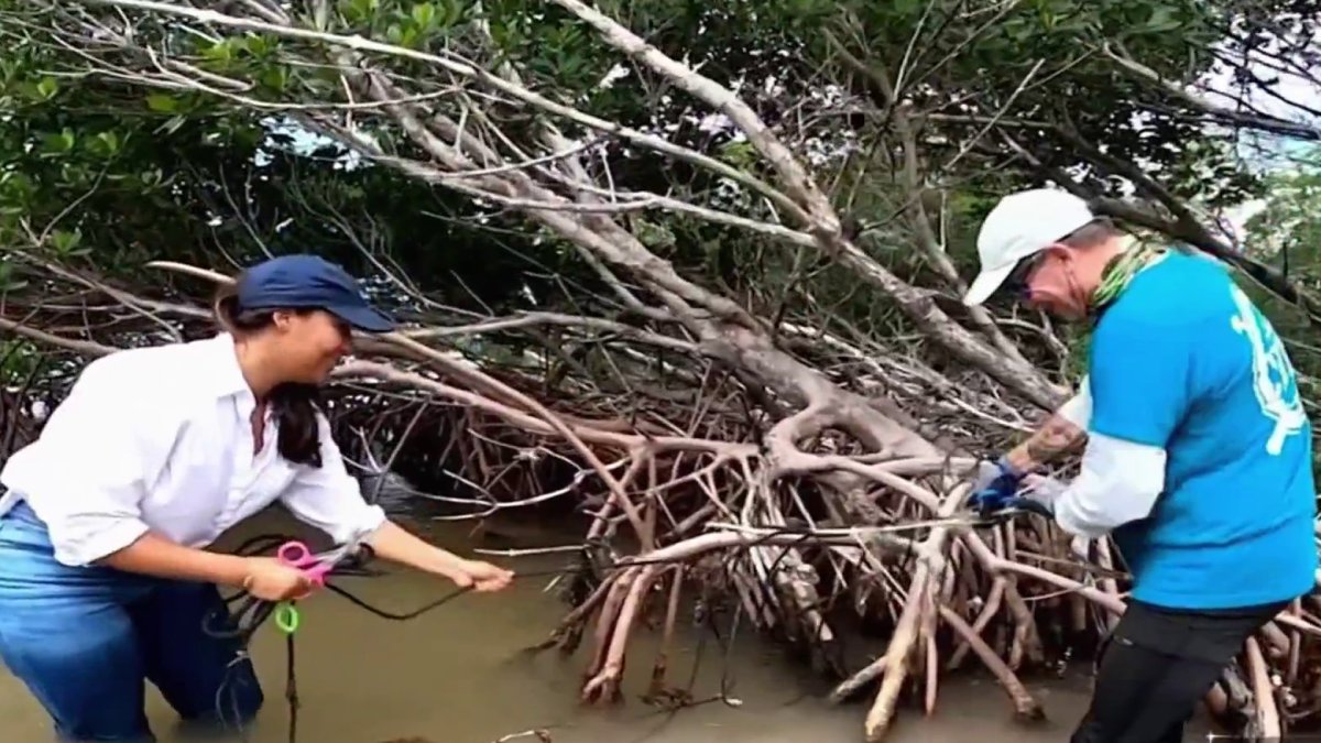 How South Florida mangroves act like a buffer during the hurricane season  NBC 6 South Florida [Video]