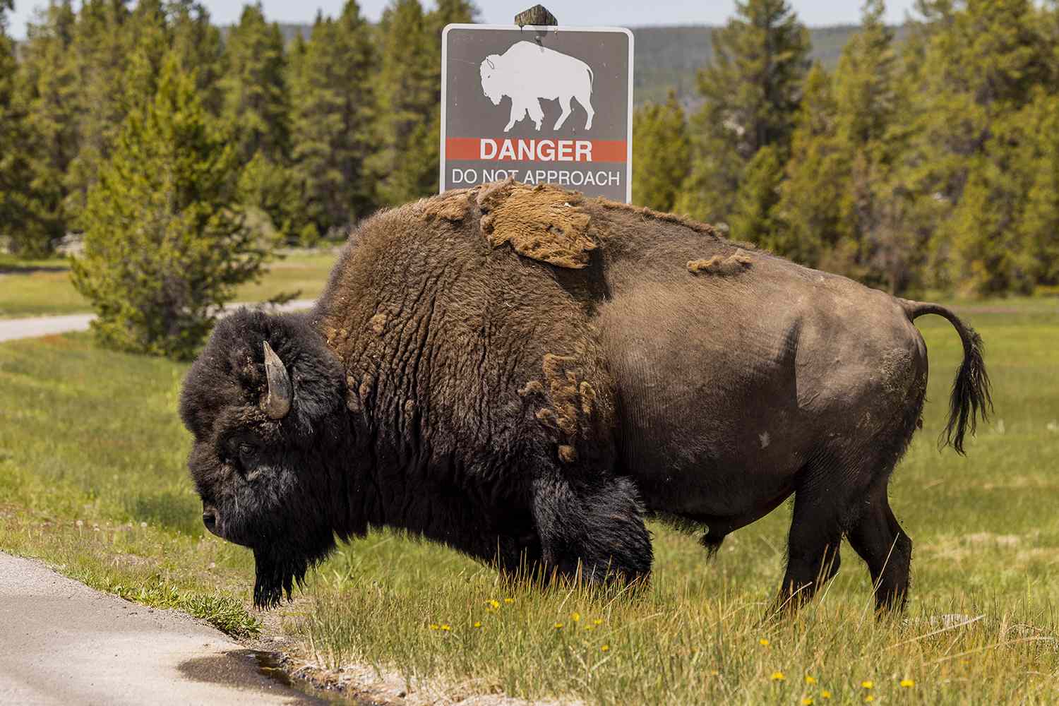 Woman, 83, Lifted ‘About a Foot Off the Ground’ by Bison’s Horns [Video]