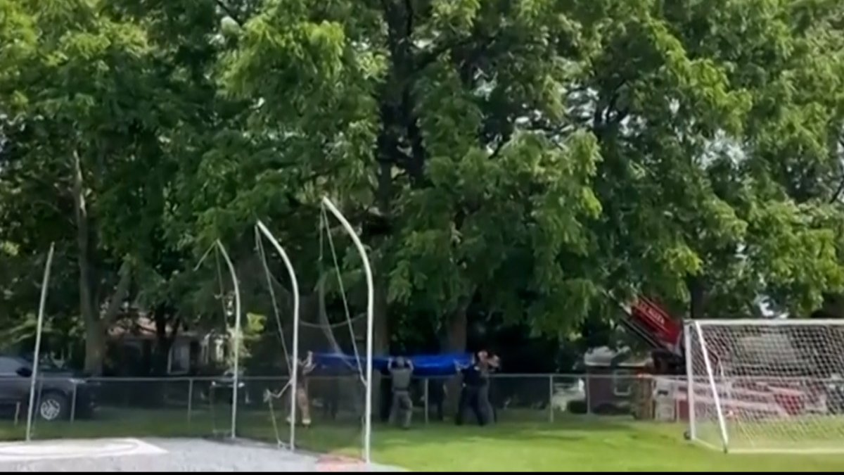 Tranquilized black bear takes dive from Pa. tree, falls into waiting tarp  NBC4 Washington [Video]