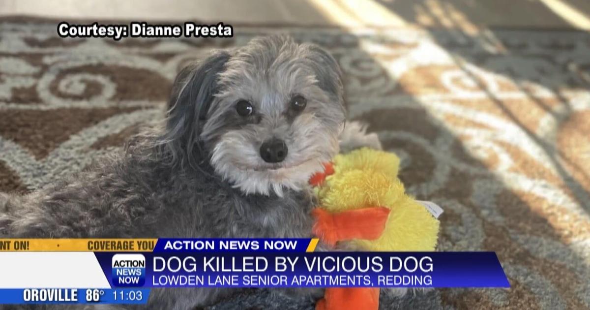 Redding dog attack kills pet and inures owner | News [Video]