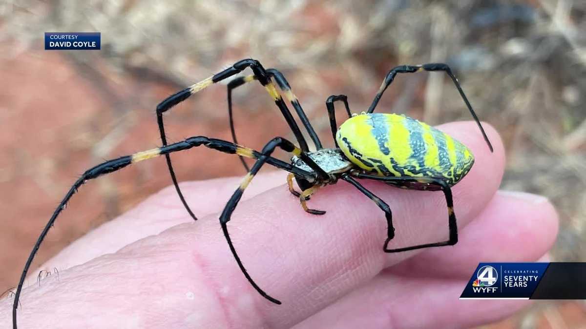 Invasion: Giant Joro spiders are on the move [Video]