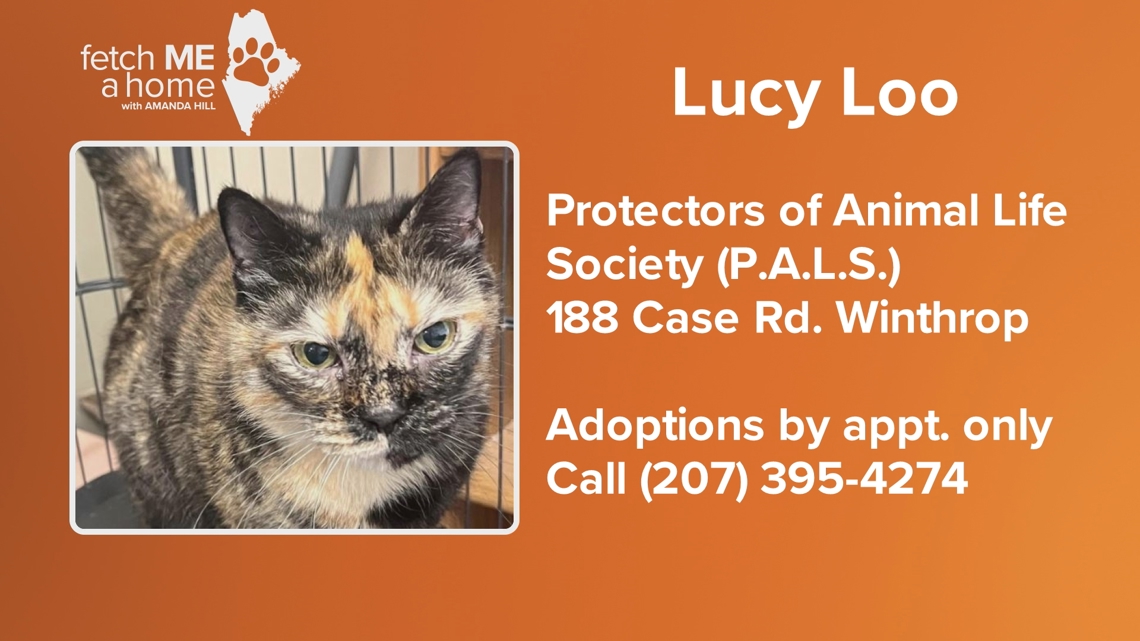 Fetch ME A Home: Lucy Loo loves to snuggle up [Video]