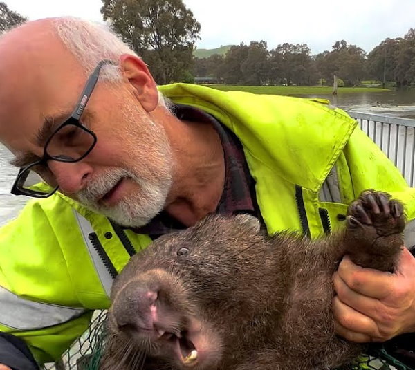 Rescuers save a stranded wombat after a flood [Video]