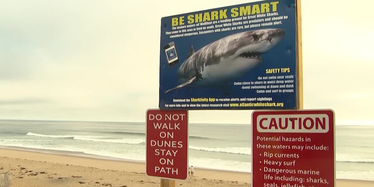 Shark experts give tips on survival after 3 injured in back-to-back attacks [Video]