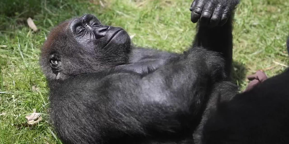 Zoo Knoxville welcomes new gorilla [Video]