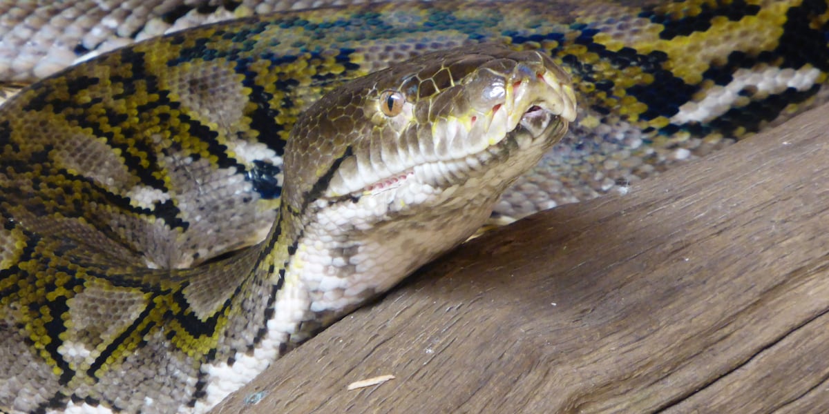 Woman found dead inside python’s belly, swallowed whole, reports say [Video]