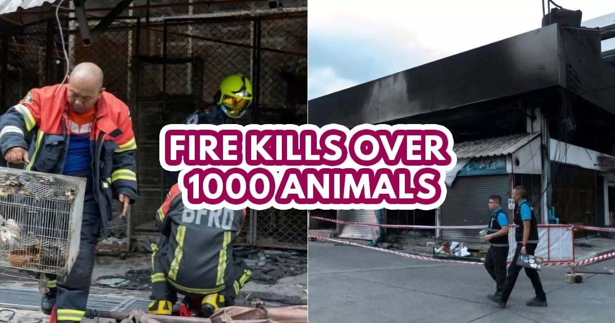 118 stores destroyed & over 1,000 animals wiped out in Bangkok Chatuchak Market fire [Video]
