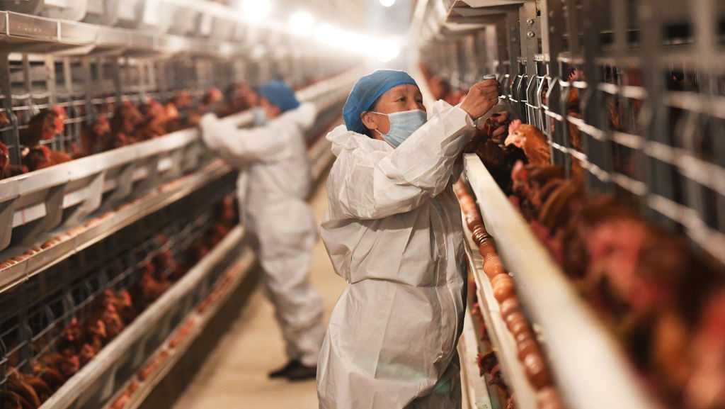 Bird flu is rampant in animals. Humans ignore it at our own peril [Video]
