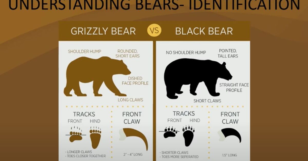 Bear Safety Presentation Highlights Precautions for Hikers [Video]