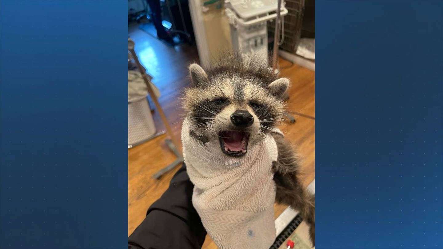 Baby raccoon found in wheel of Dedham car goes unclaimed by mother, transferred to rehab facility  Boston 25 News [Video]