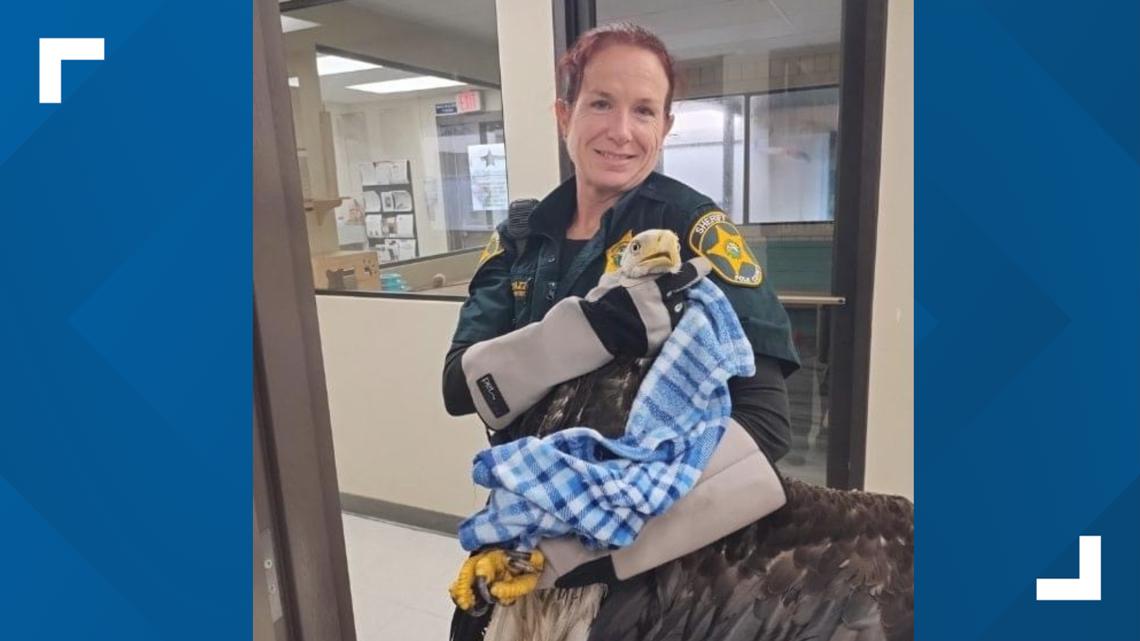 Bald eagle found in Polk County intersection rescued [Video]