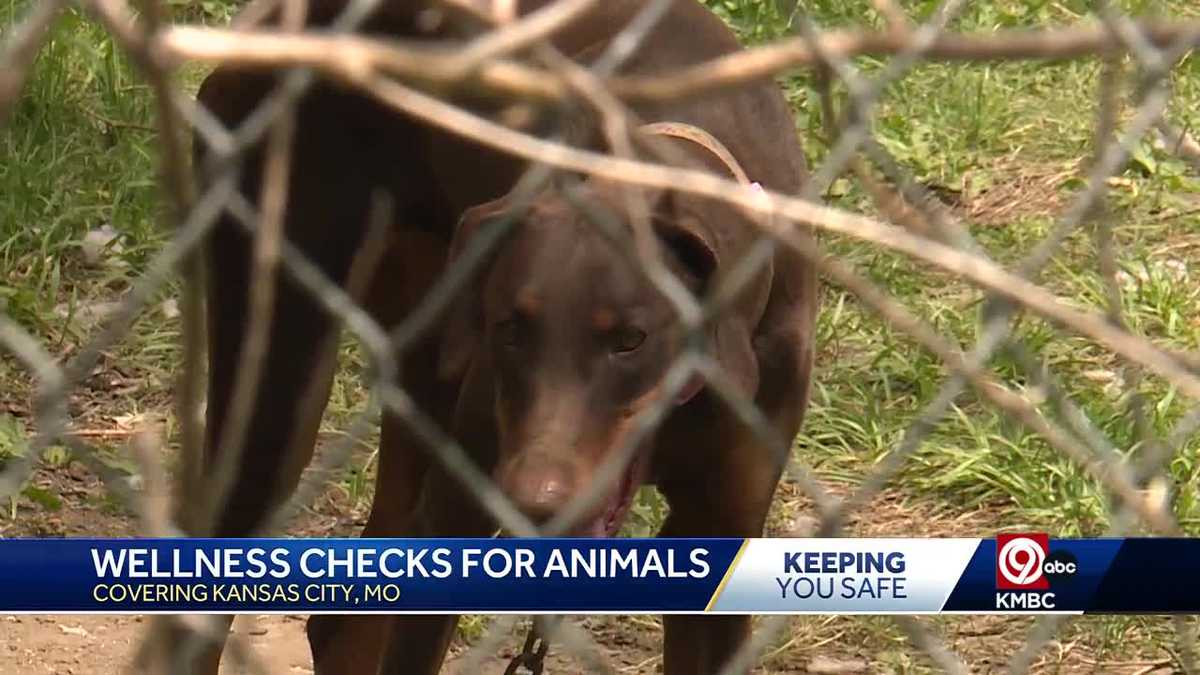 KC Pet Project on patrol to protect pets from the extreme heat [Video]