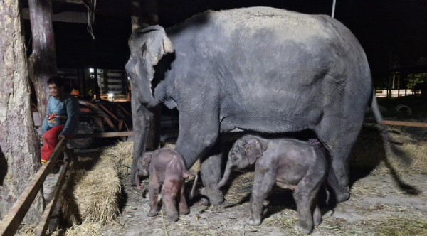 Miracle Birth: Rare Elephant Twins Thriving [Video]