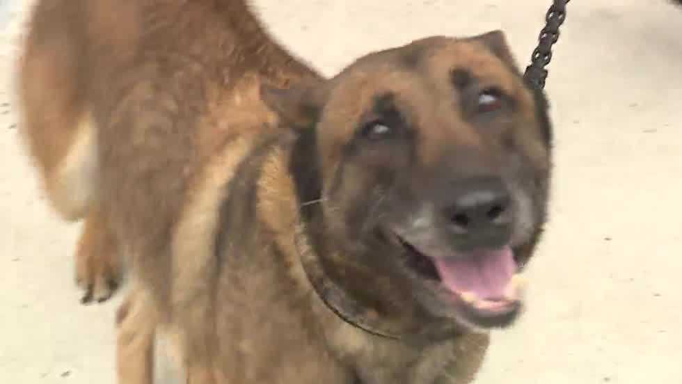 Local vet provides free care to South Portland police K-9 [Video]