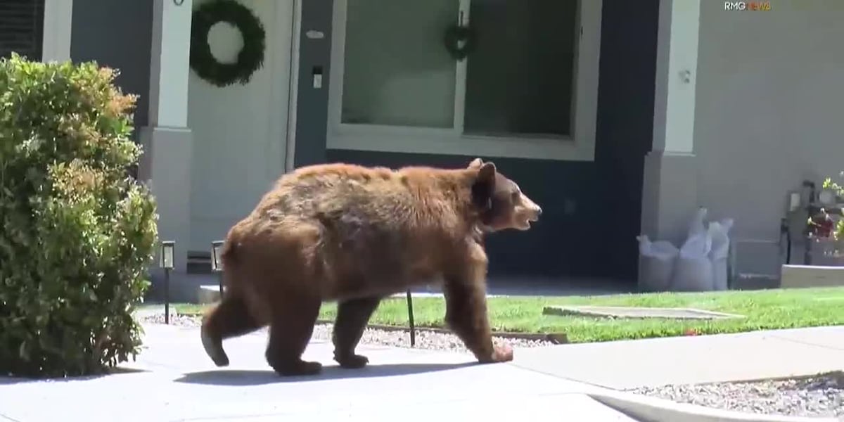 Huge bear breaks into homes, steals food [Video]