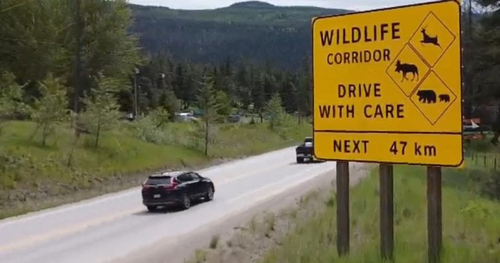 Tragic bear deaths have B.C. urging motorists to drive safely, be aware of wildlife [Video]