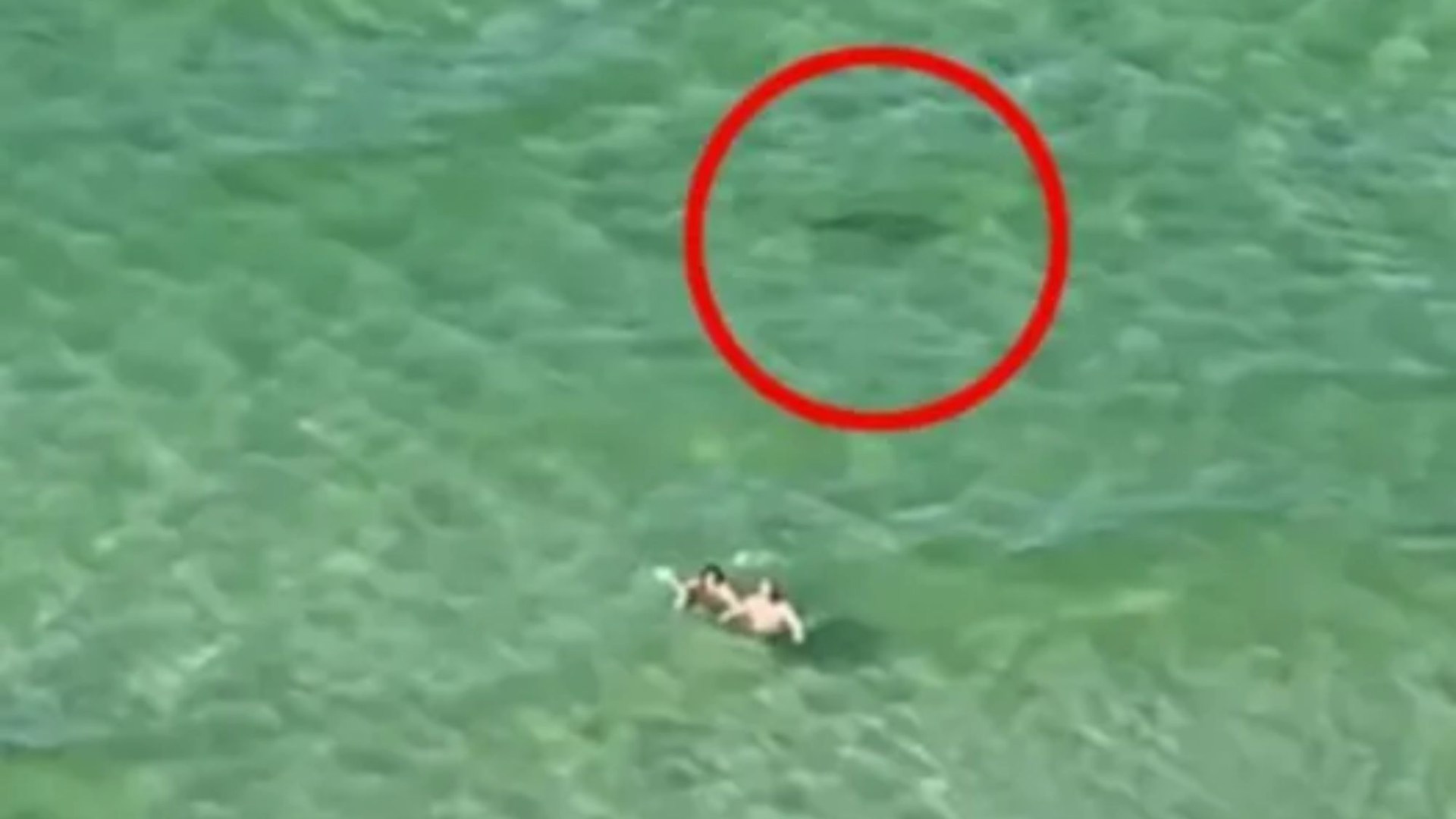 Horror moment tourists scream ‘SHARK’ at clueless swimmers as predator circles them off Florida beach [Video]