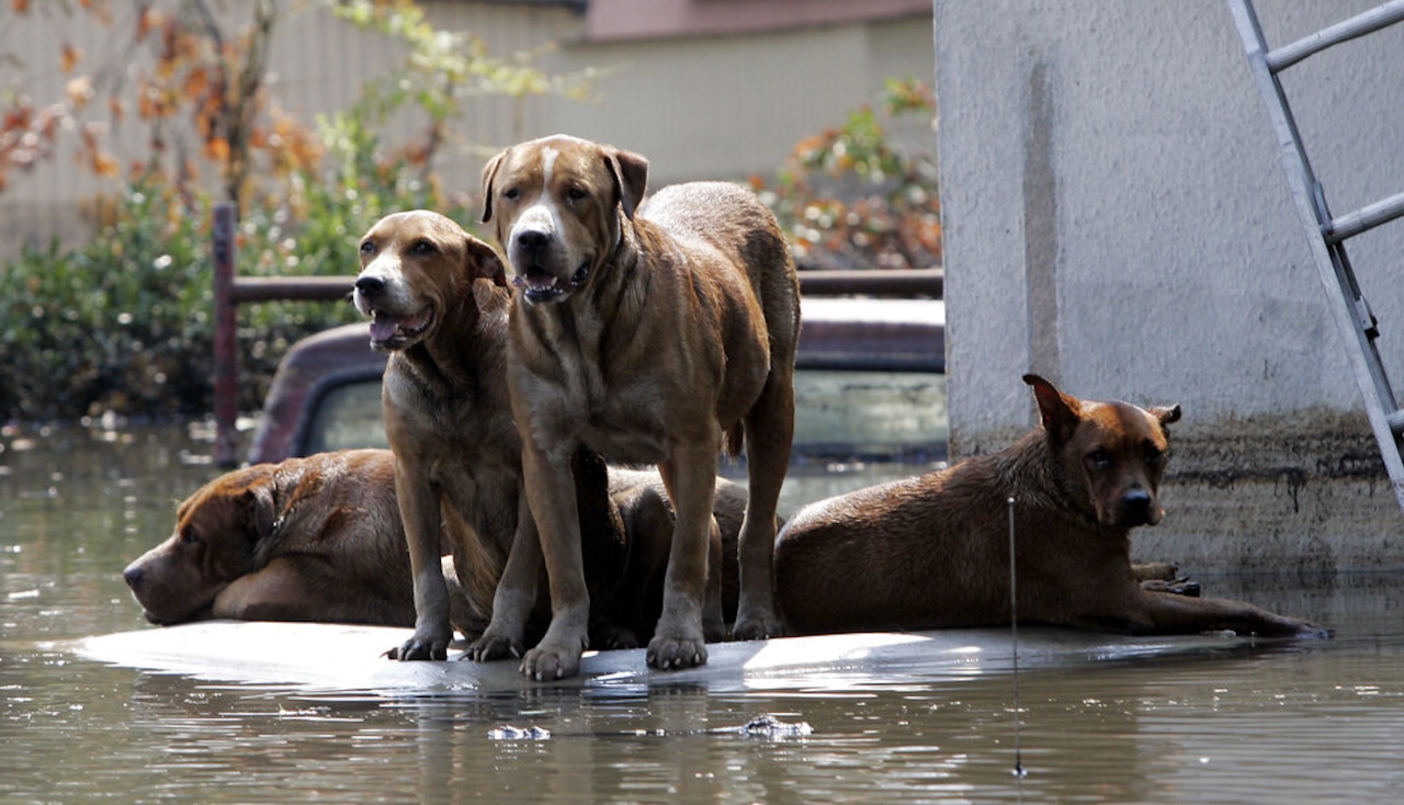How to prepare cats and dogs for hurricanes and other climate disasters [Video]
