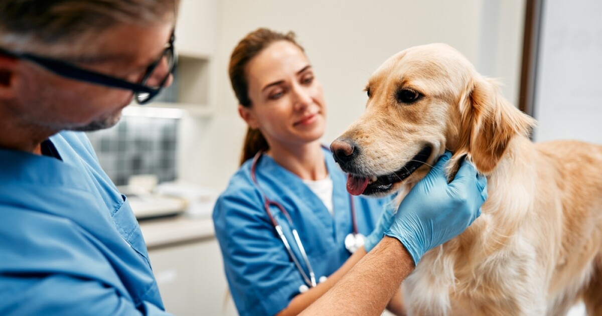 Nationwide is dropping pet insurance coverage for 100,000 animals [Video]