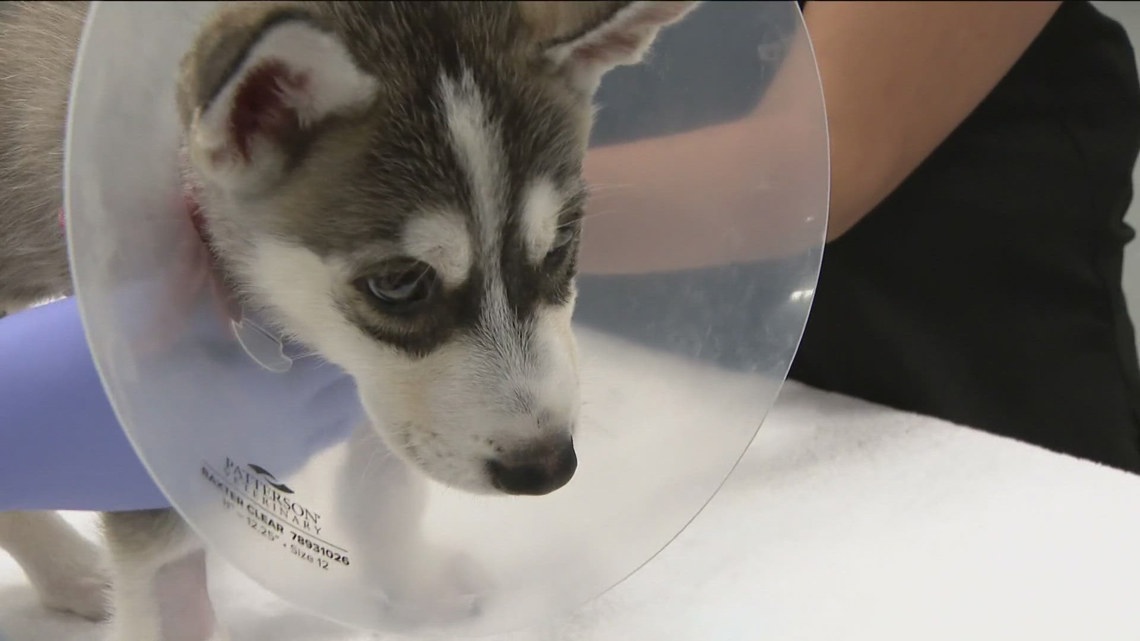 Nationwide drops 100,000 pet insurance policies, blames veterinary costs inflation [Video]