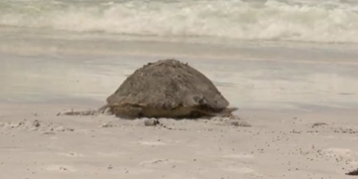 5 sea turtles released in Okaloosa County following rehabilitation at C.A.R.E. Center [Video]