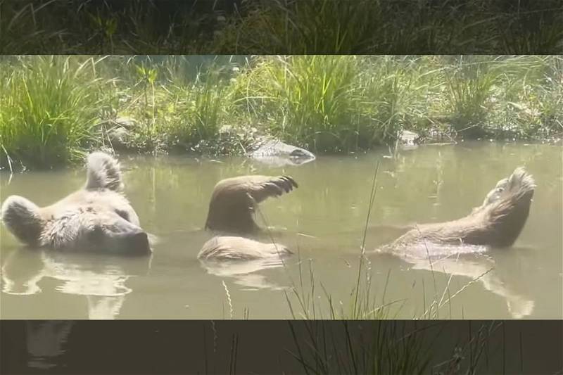 Rescued Bear Has No Cares in the World as She Floats in a Pond [Video]