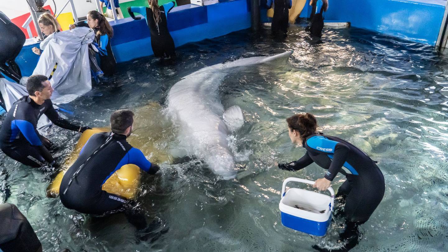 Georgia Aquarium helps rescue beluga whales from Ukraine, takes them to Spain  WSB-TV Channel 2 [Video]