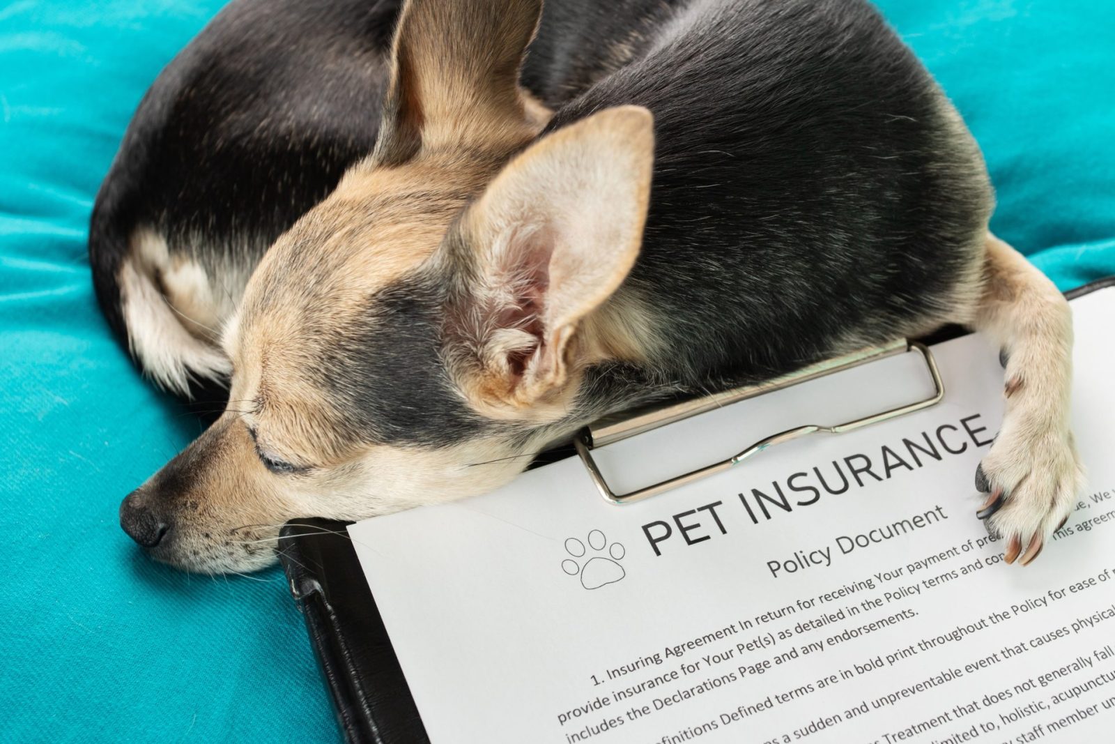 Nationwide Cancels Pet Insurance Coverage for 100,000 Animals  One Green Planet [Video]
