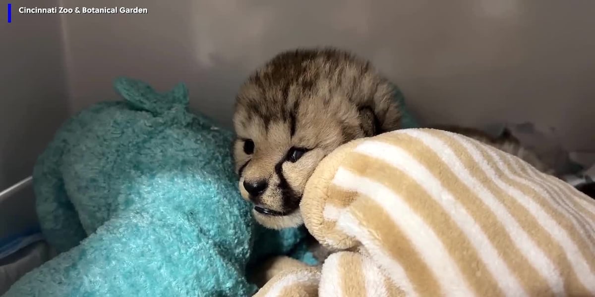 Cheetah mom adopts cub into new litter [Video]
