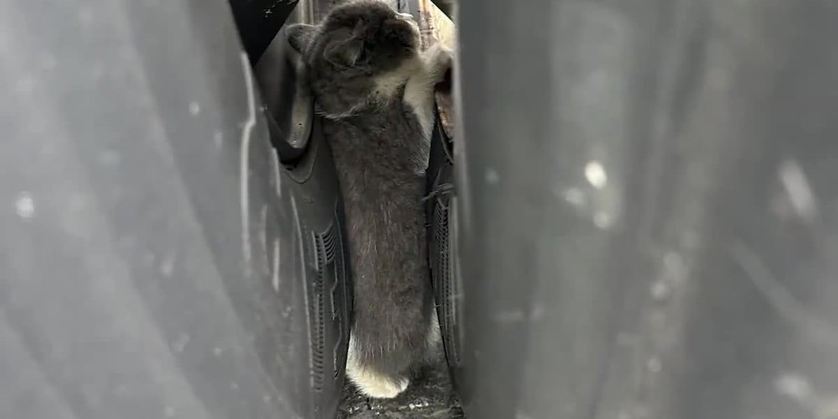 Kitten stuck between semi-truck