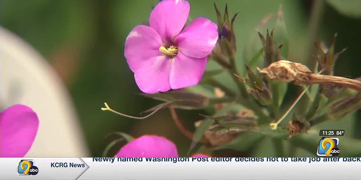 How to help keep your perennials healthier [Video]