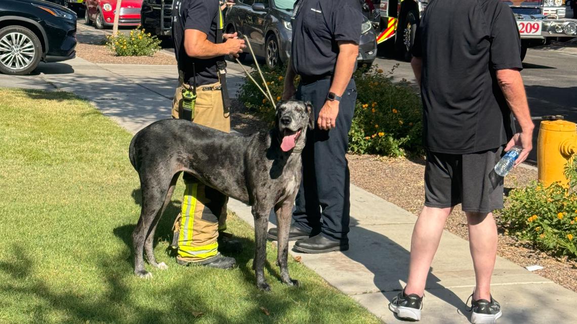 Real estate agent rescues dog from burning Mesa home [Video]