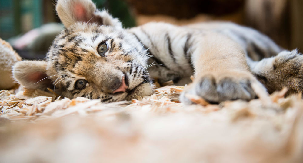 Surgeons fight for life of tiger cub shot by poachers in the face [Video]